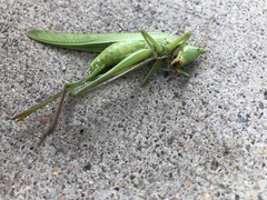 Neoconocephalus triops