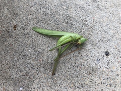 Neoconocephalus triops