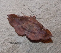 Azeta repugnalis