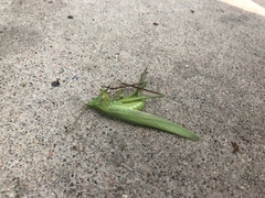 Neoconocephalus triops