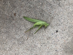 Neoconocephalus triops
