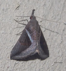 Hypena subidalis