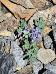 Corydalis alpestris