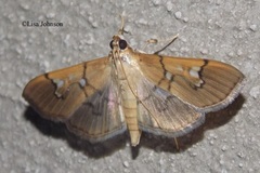 Microthyris anormalis