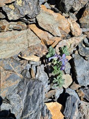 Corydalis alpestris