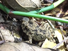 Oreobates quixensis