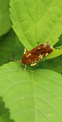 Acontia sexpunctata
