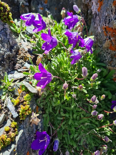 Campanula tridentata