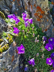 Campanula tridentata