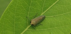 Calodia kirkaldyi