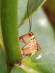 Panorpa communis