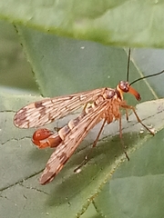 Panorpa communis