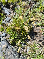 Silene kubanensis