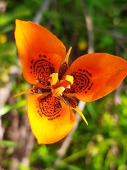 Moraea tulbaghensis