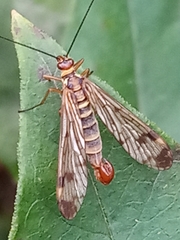 Panorpa communis