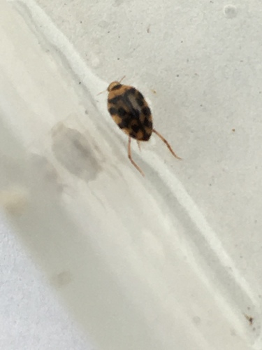 Haliplidae