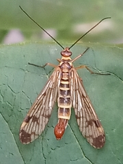 Panorpa communis