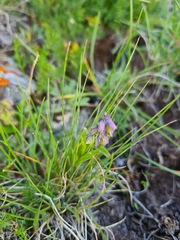 Polygala caucasica