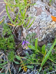 Polygala caucasica