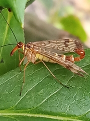 Panorpa communis