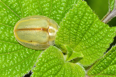Physonota nitidicollis