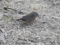 Lagonosticta rubricata