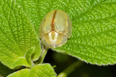Physonota nitidicollis