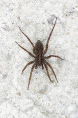 Pardosa