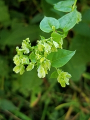 Fallopia dumetorum