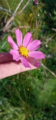 Chrysoecia thoracica