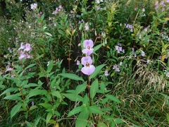 Impatiens glandulifera
