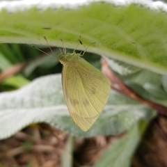 Pieris rapae