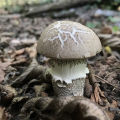 Basidiomycota