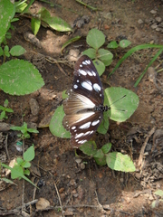 Hypolimnas anthedon anthedon