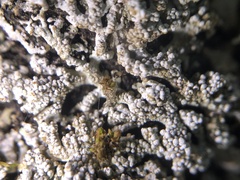 Physconia subpallida