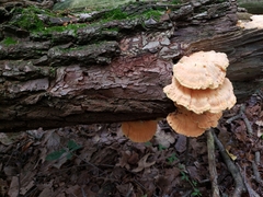 Laetiporus huroniensis