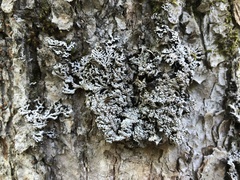 Physconia subpallida