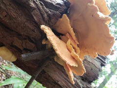 Laetiporus huroniensis