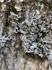 Physconia subpallida