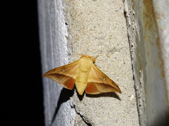 Gonogramma lemoulti