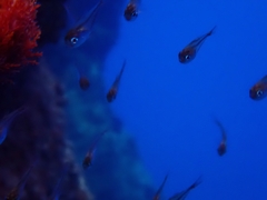 Pempheris rhomboidea