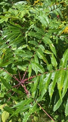Rhus × borealis