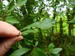 Eriophyes similis