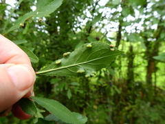 Eriophyes similis