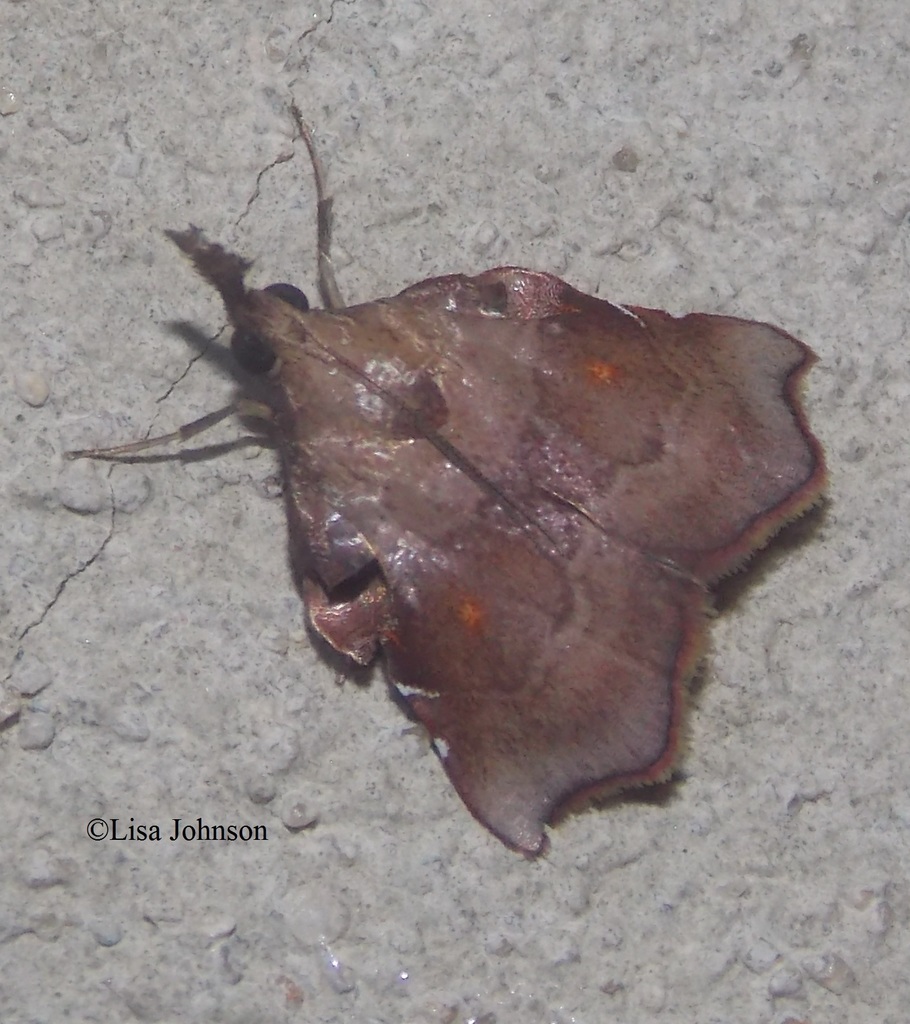 Salobrena recurvata