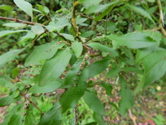 Eriophyes homophyllus
