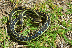 Thamnophis pulchrilatus