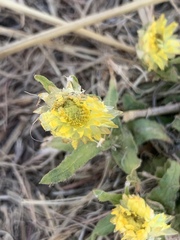 Helichrysum aureum