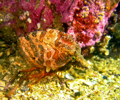 Rhamphocottus richardsonii