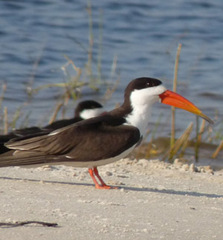Rynchops flavirostris